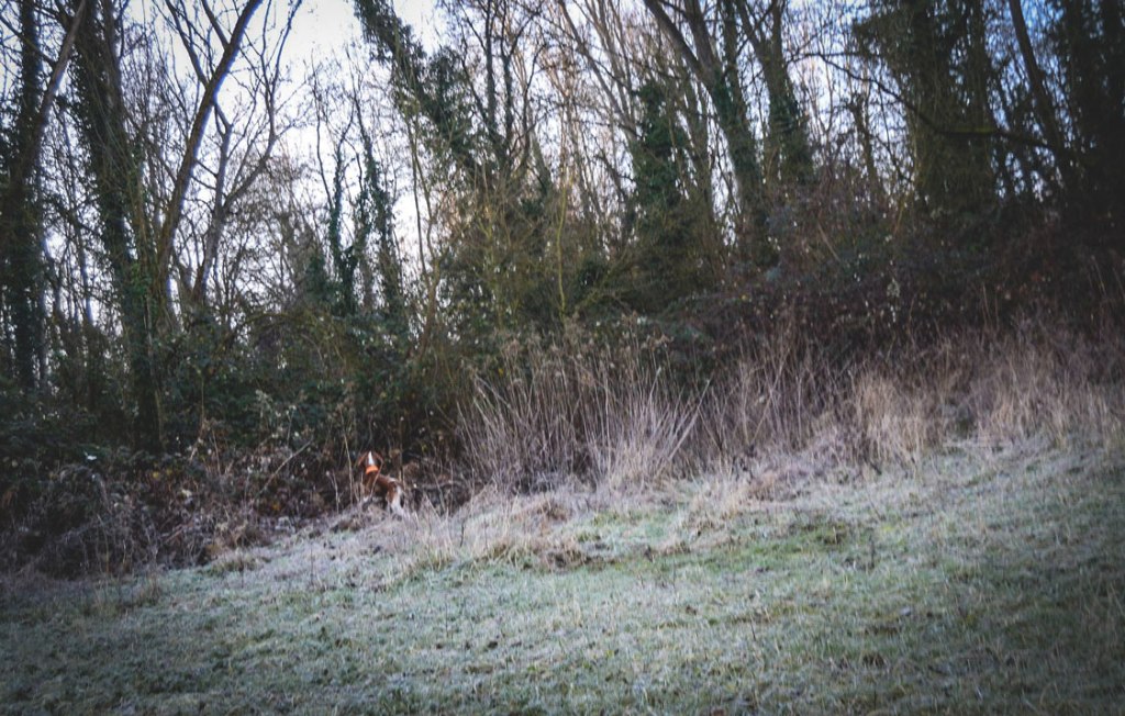 Lo scacco della regina