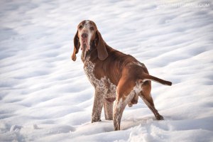 bracco italiano neve