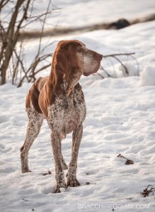 bracco italiano neve