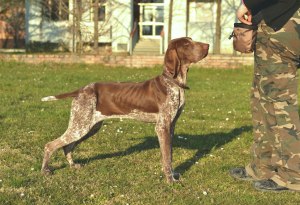 addestrare bracco italiano