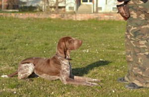 addestrare bracco italiano
