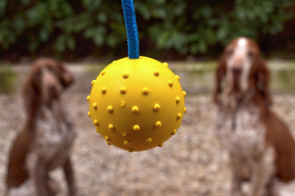 Le recenZioni braccofile