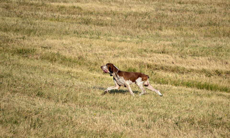 bracco italiano roano marrone