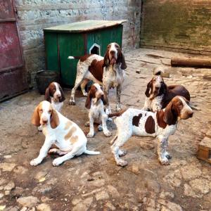 bracco italiano roano marrone