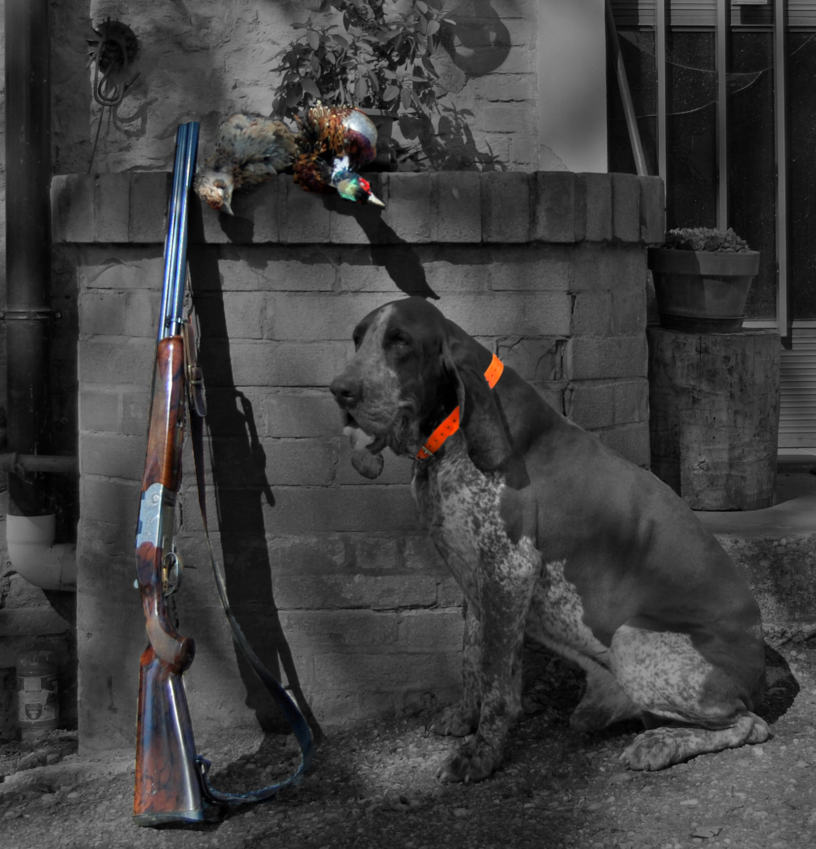 bracco italiano roano marrone