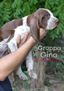 bracco italiano roano marrone