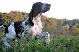 Macchia di Montericco