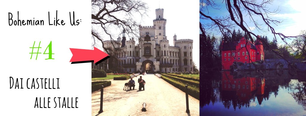 Bracchi in Boemia: dai castelli alle stalle