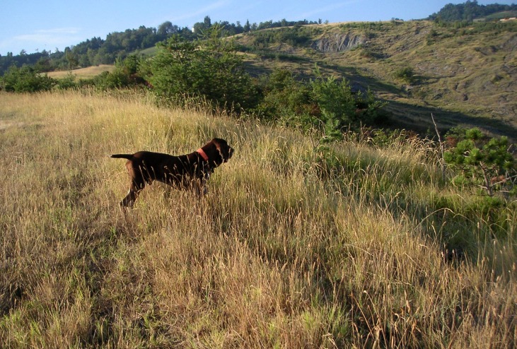 caccia bracco italiano roano