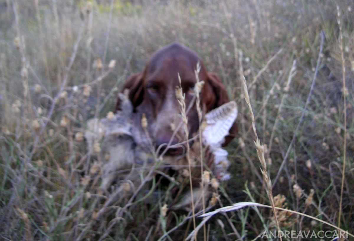 caccia bracco italiano roano riporto