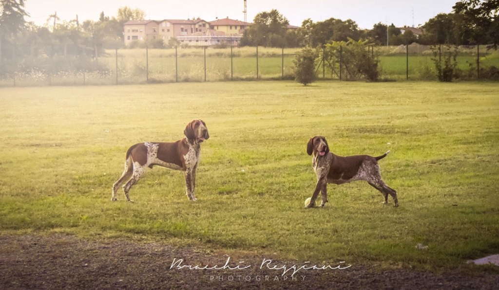 Bracco italiano: maschio o femmina?