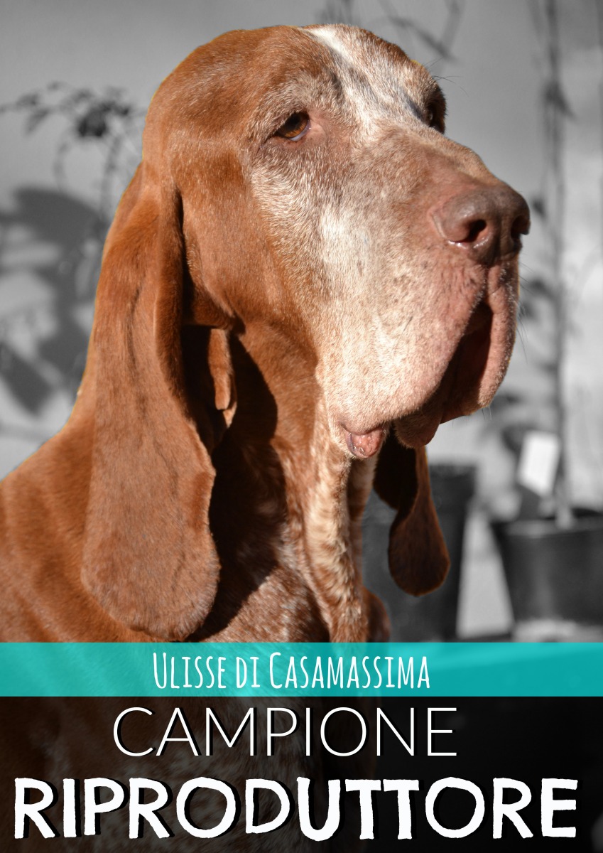 Ulisse Campione Riproduttore