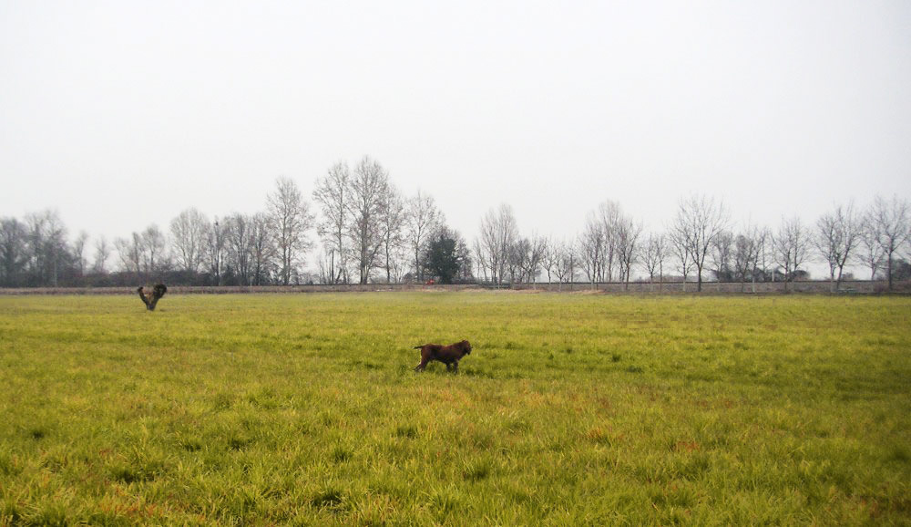 caccia trotto bracco italiano riporto