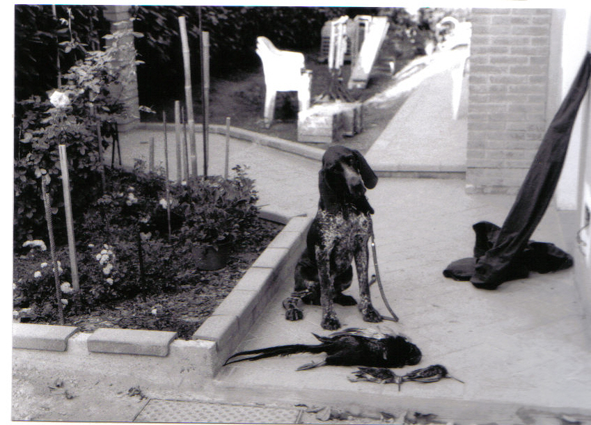 Il bacio del beccaccino