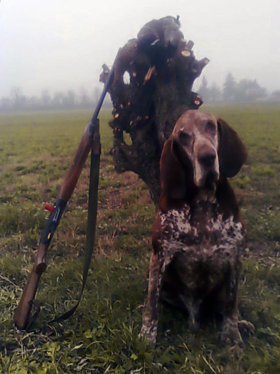 caccia trotto bracco italiano riporto