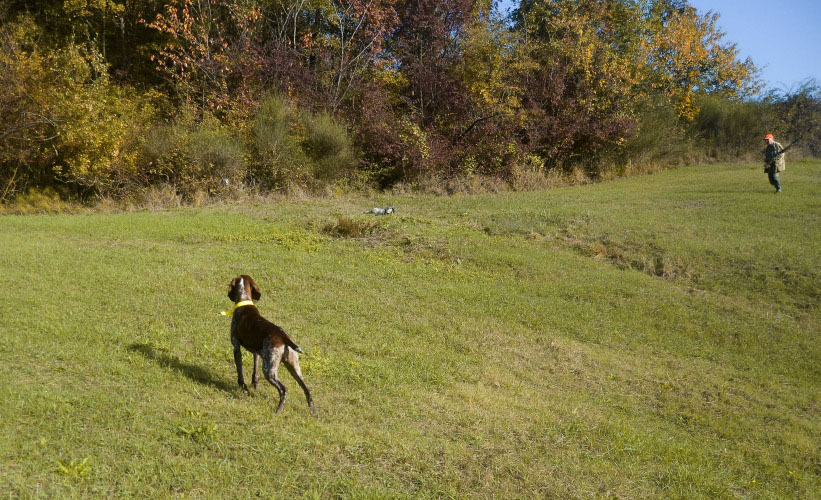 caccia trotto bracco italiano riporto