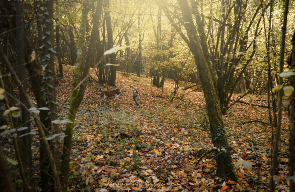 caccia trotto bracco italiano riporto