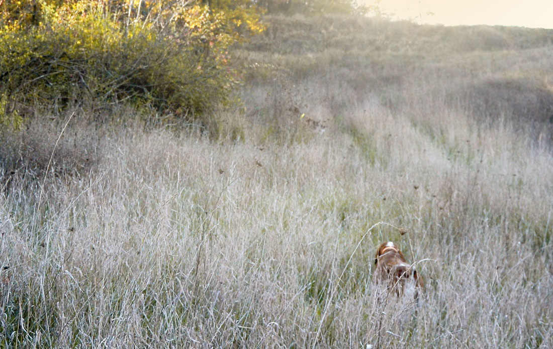 caccia trotto bracco italiano riporto