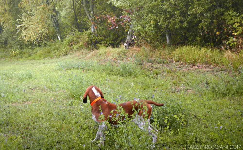 caccia trotto bracco italiano riporto