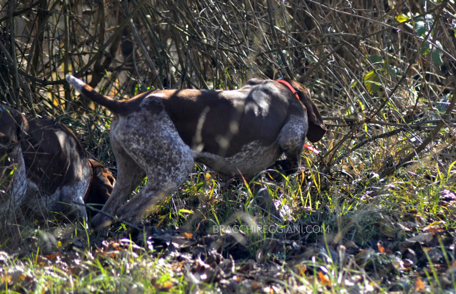 caccia trotto bracco italiano riporto