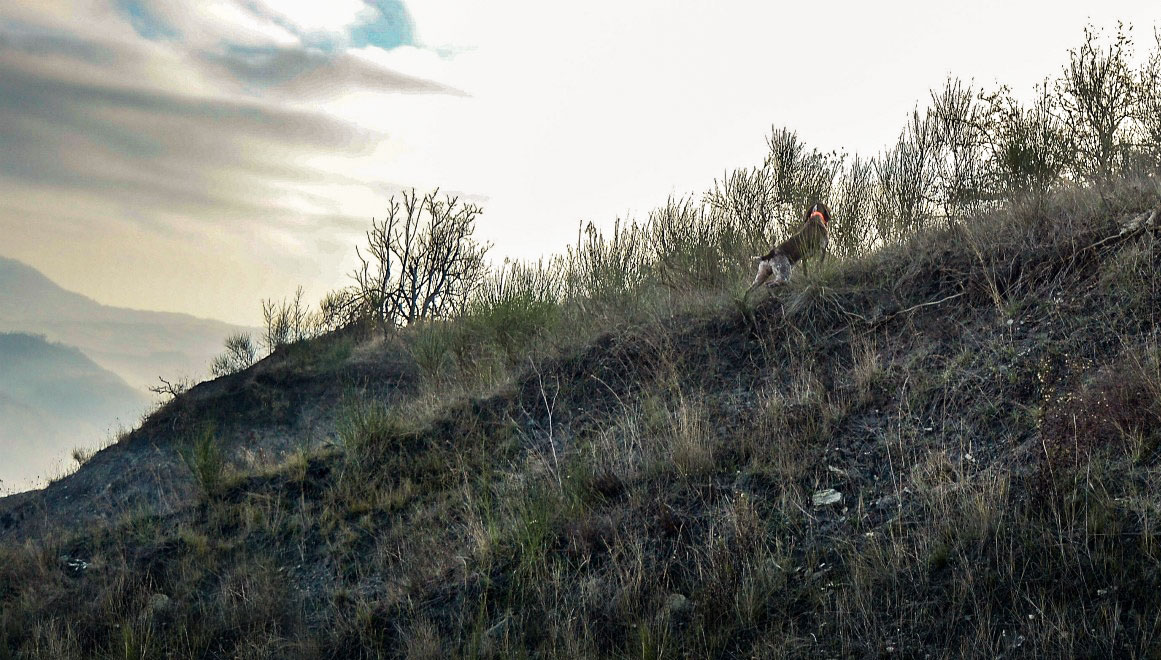 caccia trotto bracco italiano riporto