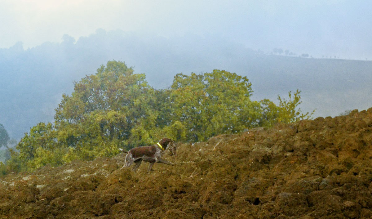 caccia trotto bracco italiano riporto