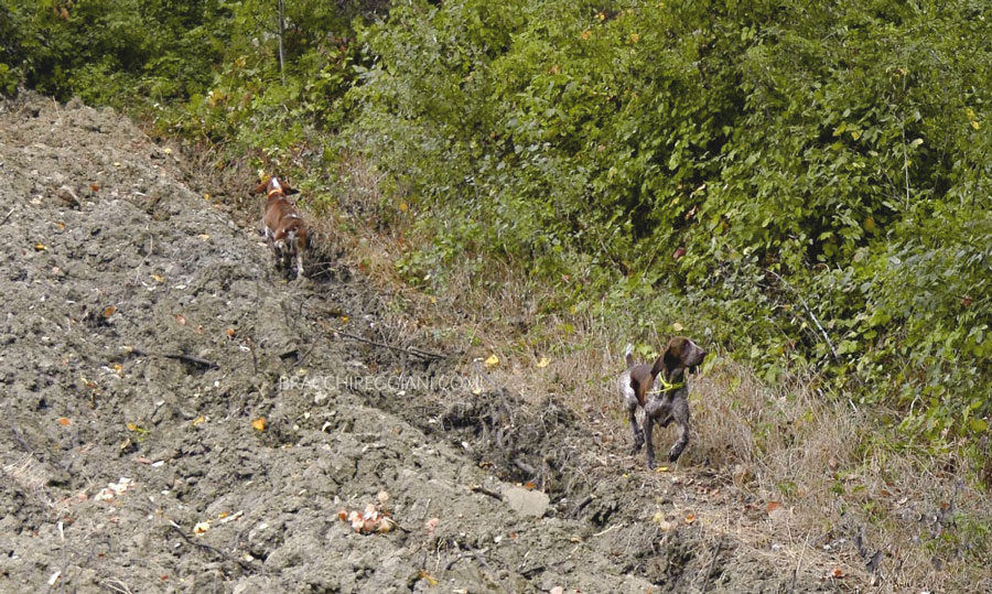 caccia bracco italiano
