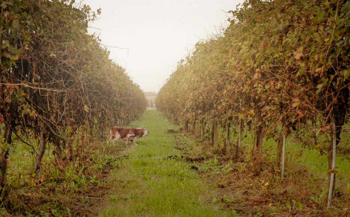 ferma bracco italiano