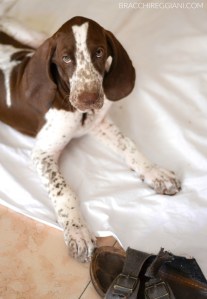 cucciolo bracco italiano roano marrone bianco arancio
