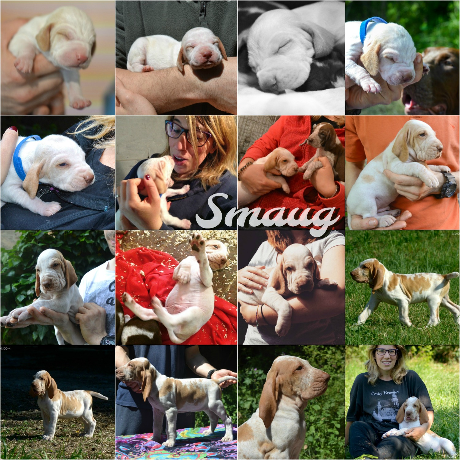 cucciolo bracco italiano roano marrone bianco arancio