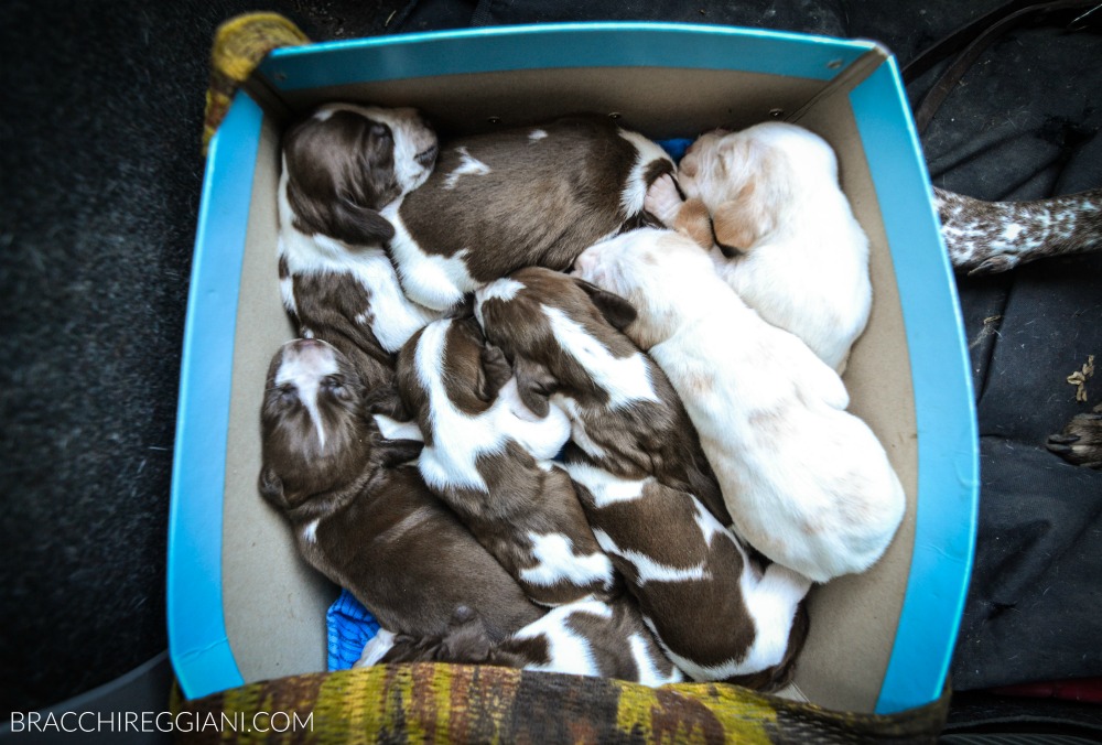 Di monte e&nbsp;montature