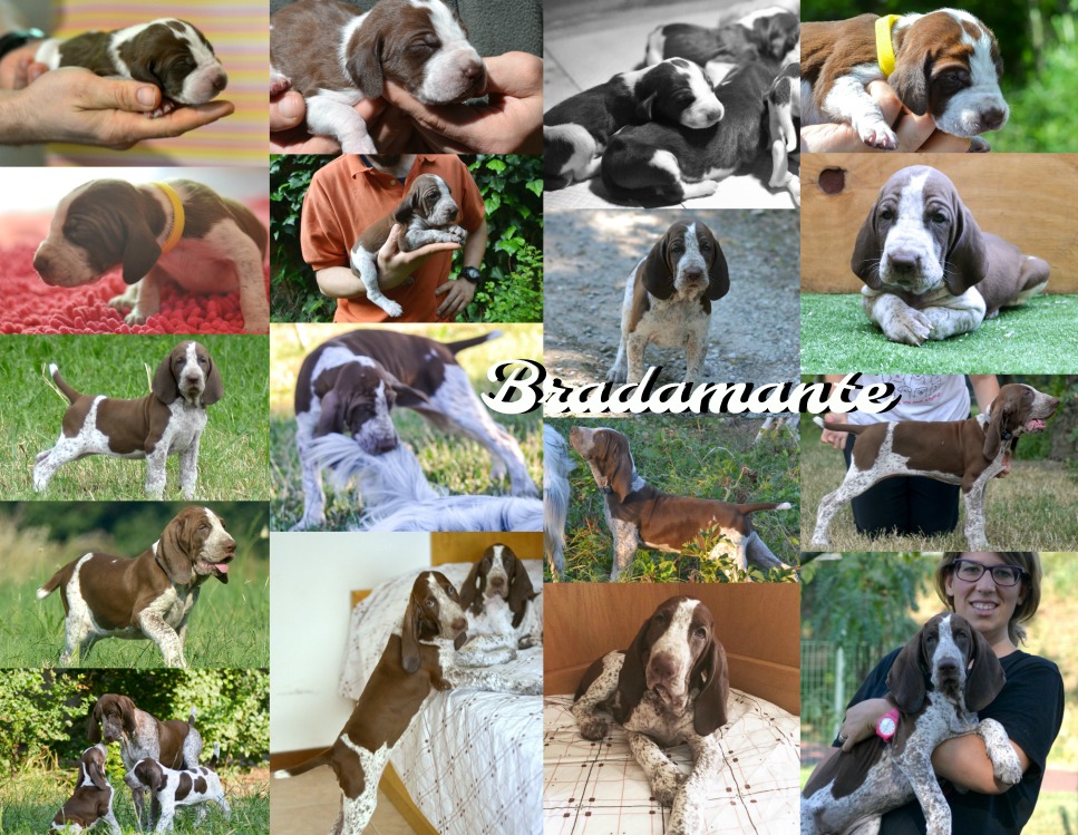 cucciolo bracco italiano femmina roano marrone
