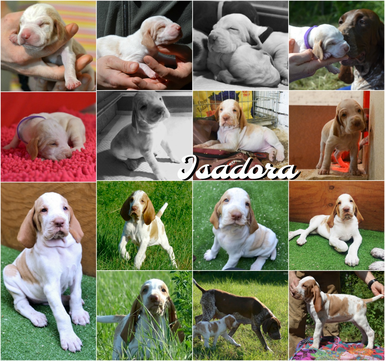 cucciolo bracco italiano roano marrone bianco arancio