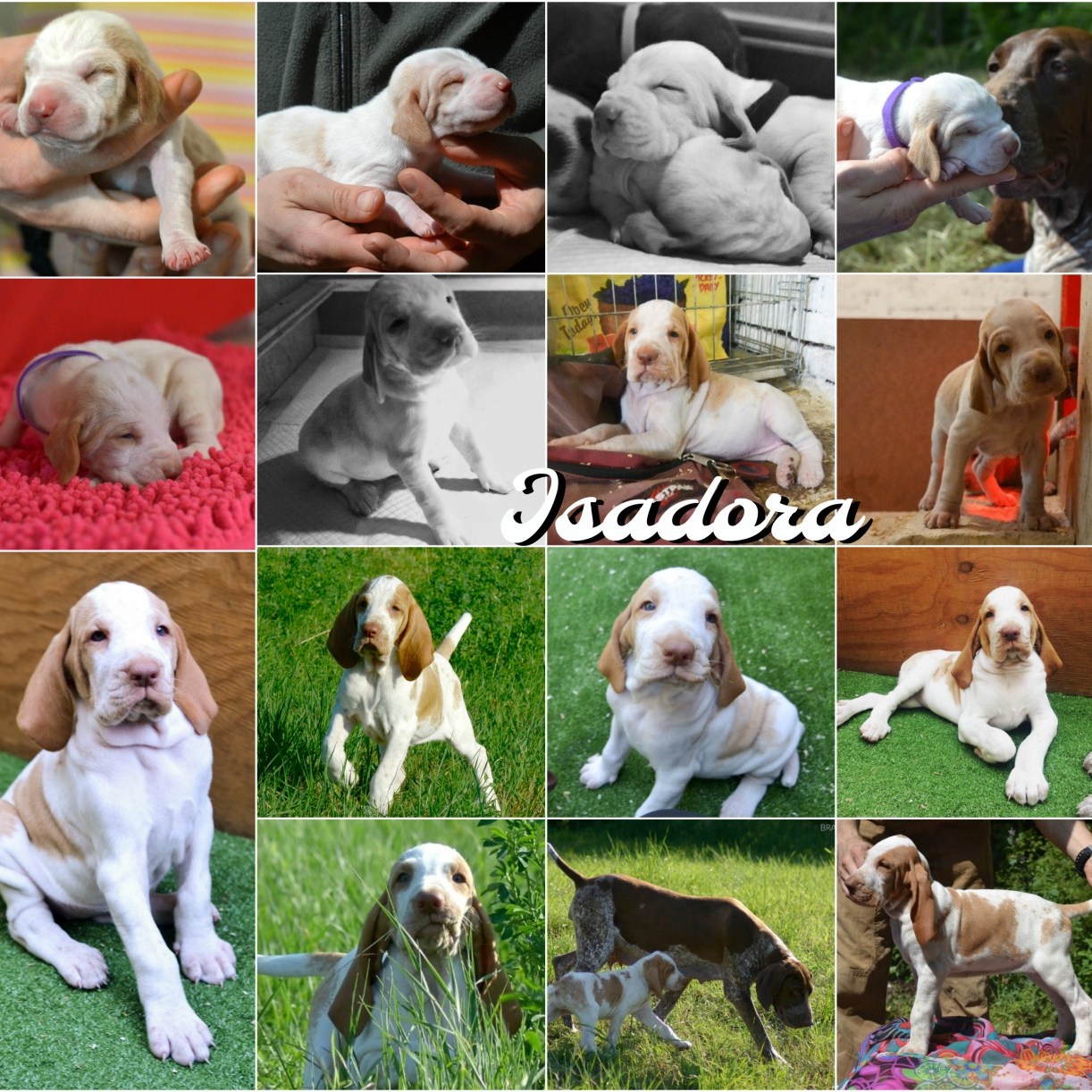 cucciolo bracco italiano roano marrone bianco arancio