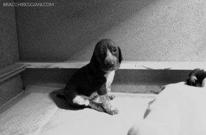 cucciolo bracco italiano roano marrone bianco arancio