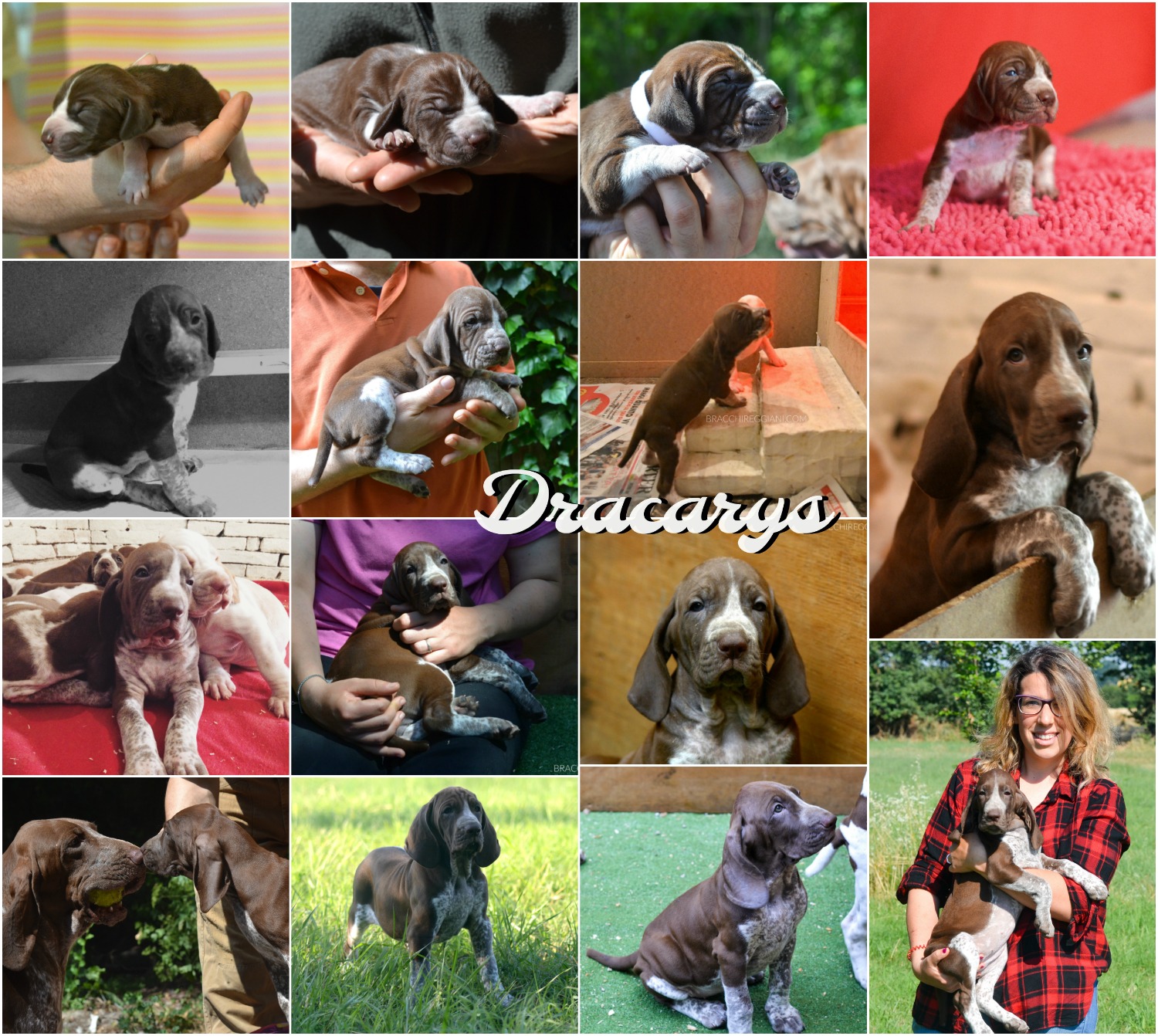 cucciolo bracco italiano roano marrone bianco arancio