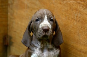 cucciolo bracco italiano roano marrone bianco arancio