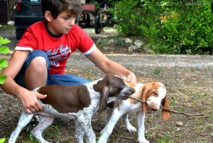 cucciolo bracco italiano roano marrone bianco arancio