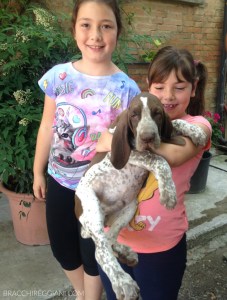cucciolo bracco italiano bambini