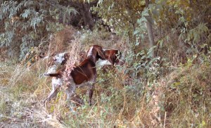 caccia trotto bracco italiano riporto