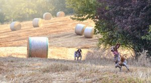 caccia trotto bracco italiano riporto