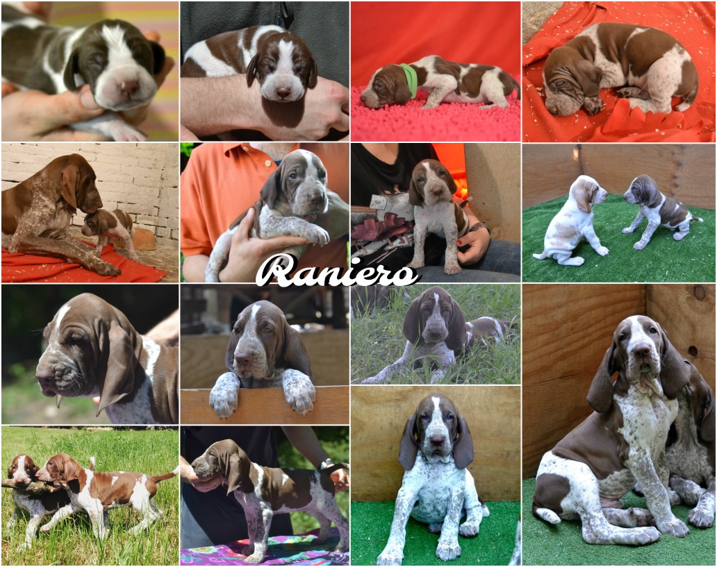 best moments puppy dog