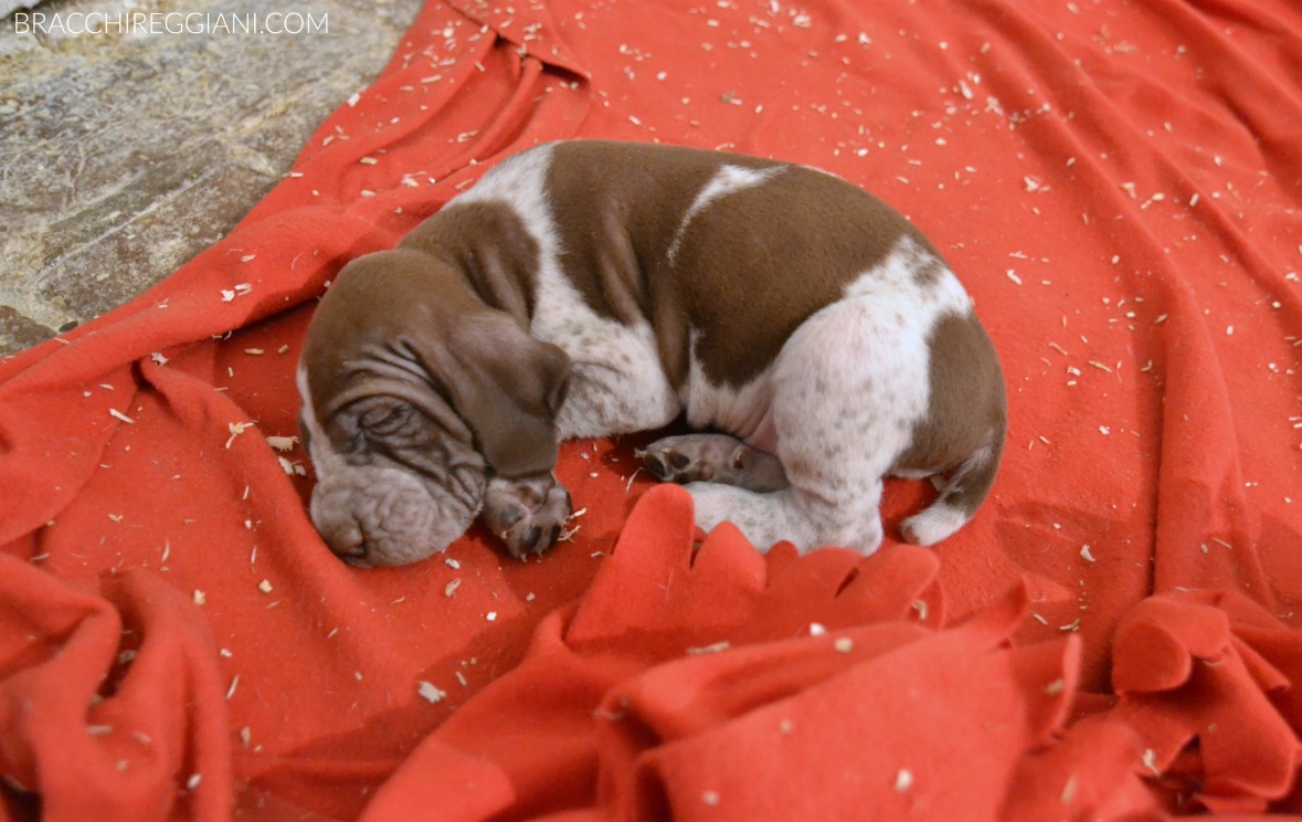 cucciolo bracco italiano roano marrone bianco arancio