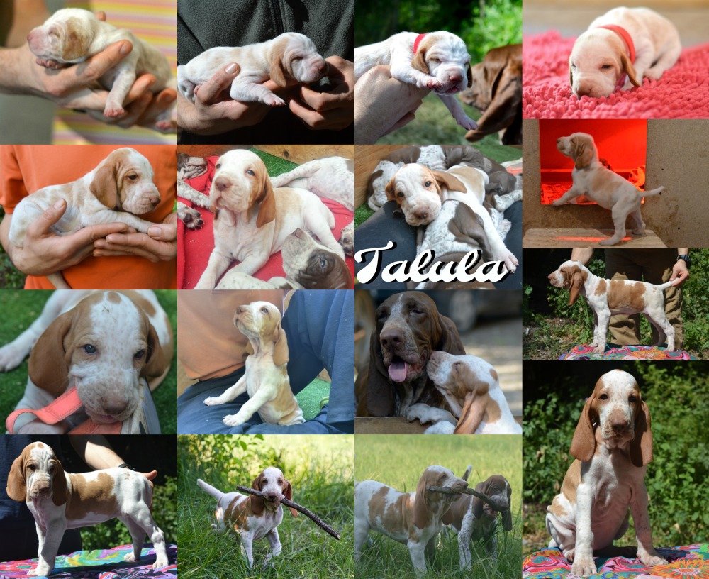 cucciolo bracco italiano roano marrone bianco arancio