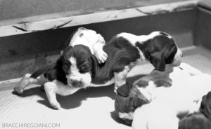 cucciolo bracco italiano roano marrone bianco arancio