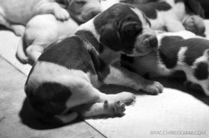cucciolo bracco italiano roano marrone bianco arancio