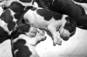 cucciolo bracco italiano roano marrone bianco arancio