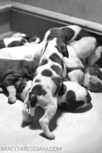 cucciolo bracco italiano roano marrone bianco arancio