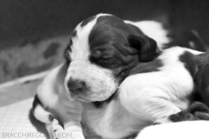 cucciolo bracco italiano roano marrone bianco arancio