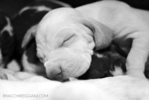 cucciolo bracco italiano roano marrone bianco arancio